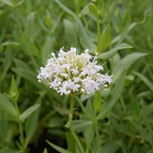 Centranthus ruber 'Albus' ---